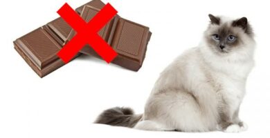 Czy koty moga jesc czekolade