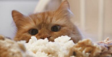Czy koty moga jesc ryz