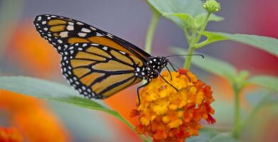 Czy motyl monarcha jest zagrozony wyginieciem