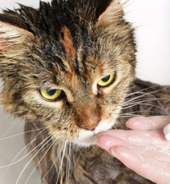 Czy mozna uzywac szamponu dla psow na kotach
