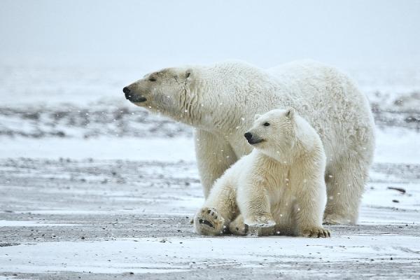 Czy niedzwiedz polarny jest zagrozony wyginieciem
