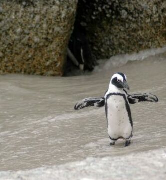 Czy pingwiny lataja