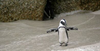 Czy pingwiny lataja
