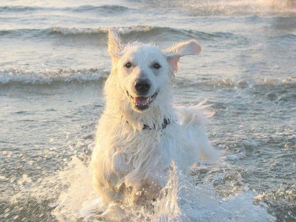 Czy woda morska jest dobra dla skory psow