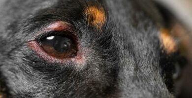 Deksametazon u psow dawkowanie zastosowania i skutki uboczne
