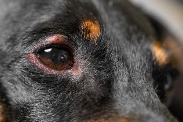 Deksametazon u psow dawkowanie zastosowania i skutki uboczne