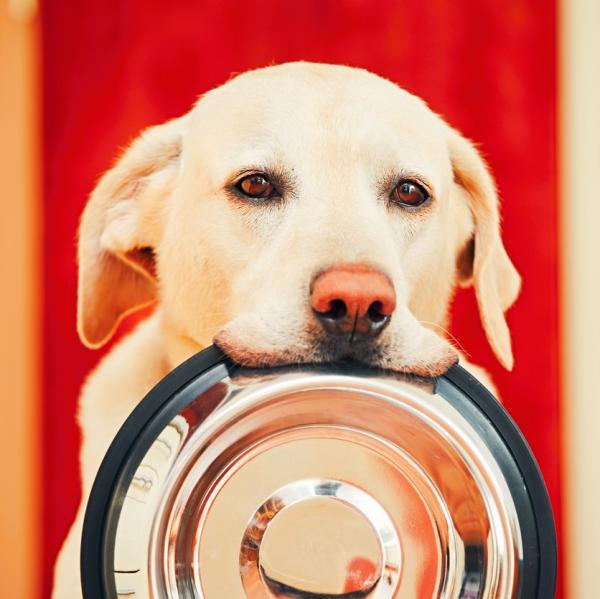 Delikatna dieta dla psow z biegunka