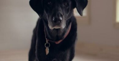 Demencja starcza u psow objawy i leczenie