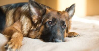 Depresja u psow objawy przyczyny i leczenie