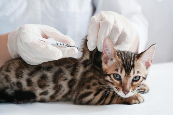 Diazepam dla kotow dawkowanie i zastosowanie