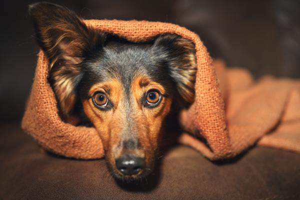 Diazepam dla psow dawkowanie zastosowanie i skutki uboczne