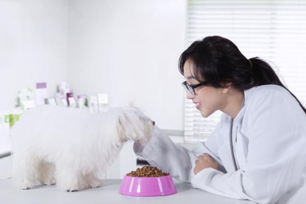 Dieta dla psow z choroba nowotworowa