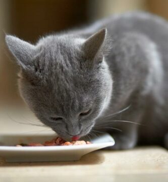 Dieta hipoalergiczna dla kotow