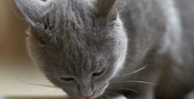 Dieta hipoalergiczna dla kotow