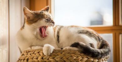 Dlaczego koty lubia spac na wysokich miejscach