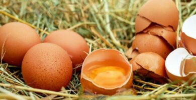 Dlaczego kurczaki jedza jajka