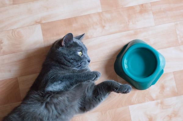 Dlaczego moj kot nie pije wody