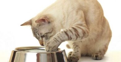 Dlaczego moj kot wylewa wode z poidelka