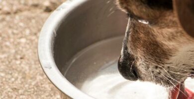Dlaczego moj pies pije duzo wody