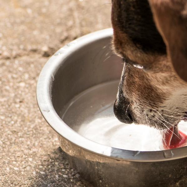 Dlaczego moj pies pije duzo wody
