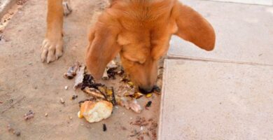 Dlaczego moj pies zjada wszystko co znajdzie