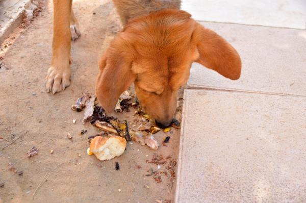 Dlaczego moj pies zjada wszystko co znajdzie