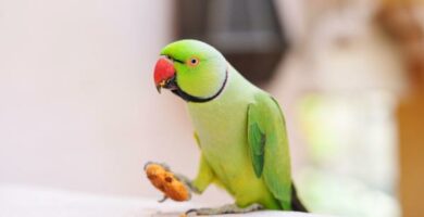 Dlaczego moja papuga wyrzuca jedzenie