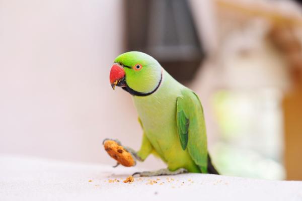 Dlaczego moja papuga wyrzuca jedzenie
