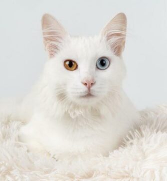 Dlaczego niektore koty maja roznokolorowe oczy
