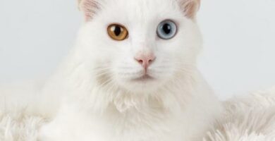 Dlaczego niektore koty maja roznokolorowe oczy