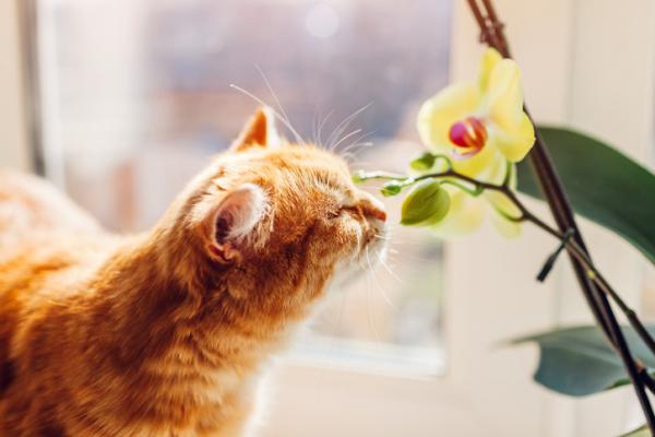 Dobre i bezpieczne rosliny dla kotow