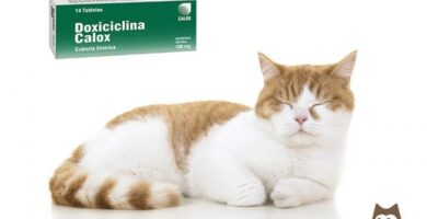 Doksycyklina dla kotow – dawkowanie przeznaczenie i przeciwwskazania