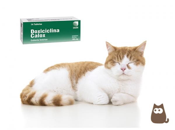 Doksycyklina dla kotow – dawkowanie przeznaczenie i przeciwwskazania