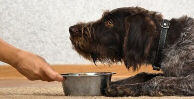 Domowa dieta na niewydolnosc nerek psa