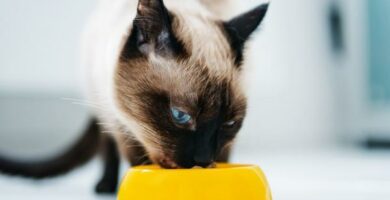 Domowa karma dla kotow z niewydolnoscia nerek