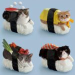 Domowe kostiumy dla kotow