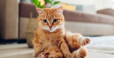 Dysplazja stawu biodrowego u kotow objawy i leczenie