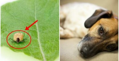 Ehrlichioza psow objawy i leczenie