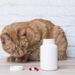 Febantel dla kotow dawkowanie zastosowanie i skutki uboczne