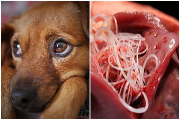 Filaria u psow objawy i leczenie