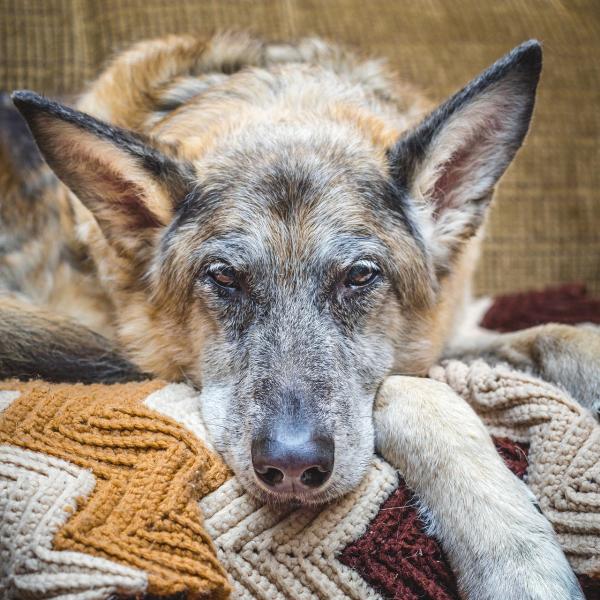 Fizjoterapia dla psow z choroba zwyrodnieniowa stawow