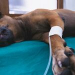 Furosemid u psow dawkowanie skutki uboczne i przeciwwskazania