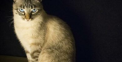 Giardioza u kotow objawy i leczenie