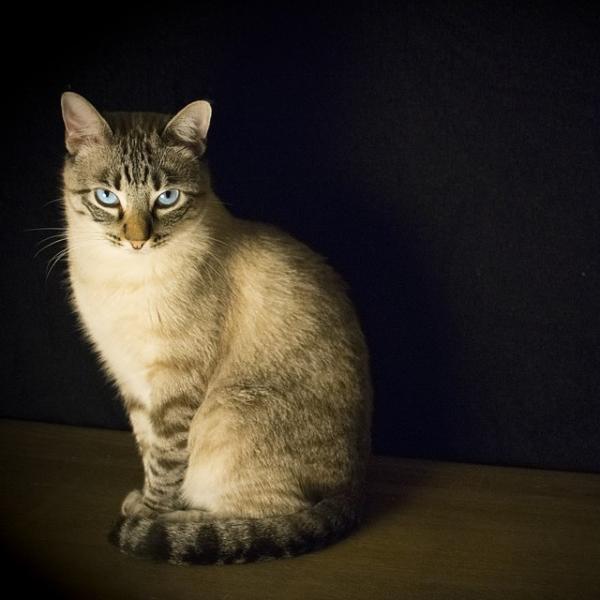 Giardioza u kotow objawy i leczenie