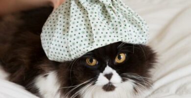 Goraczka u kotow – przyczyny objawy i sposoby jej obnizenia
