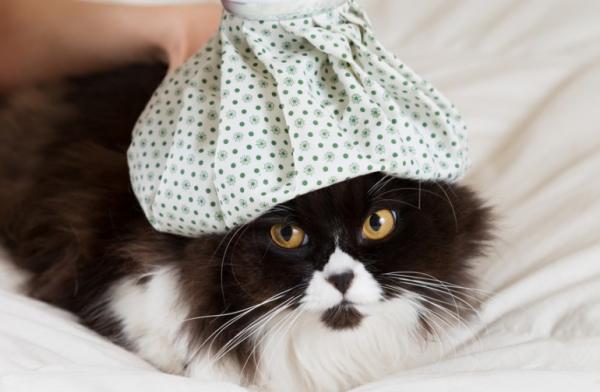 Goraczka u kotow – przyczyny objawy i sposoby jej obnizenia