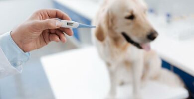 Goraczka u psow przyczyny objawy i leczenie