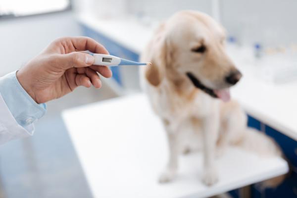 Goraczka u psow przyczyny objawy i leczenie