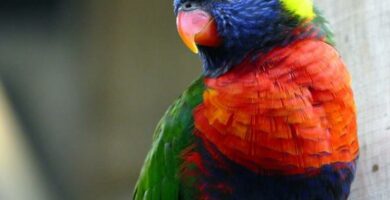 Grzybica u papug objawy i leczenie