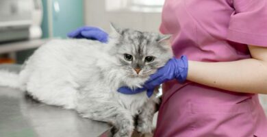 Heartworm u kotow objawy i leczenie